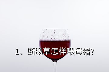 1、斷腸草怎樣喂母豬？