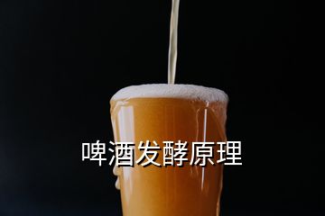 啤酒發酵原理