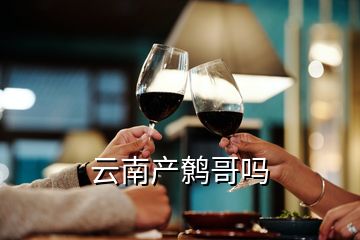 云南產鷯哥嗎