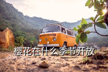 櫻花在什么季節開放