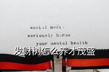 發財樹怎么養才茂盛