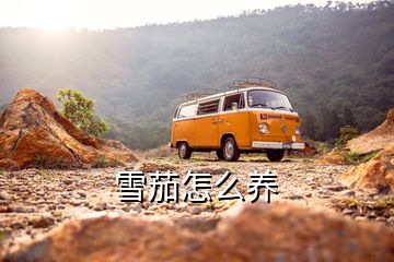 雪茄怎么養