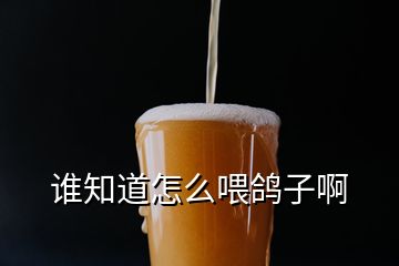 誰(shuí)知道怎么喂鴿子啊