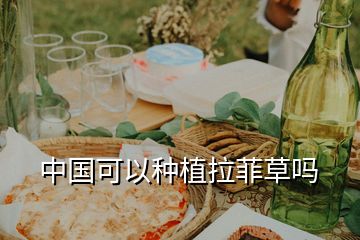 中國可以種植拉菲草嗎