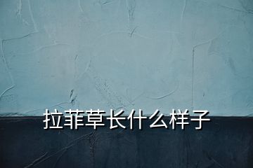拉菲草長(zhǎng)什么樣子