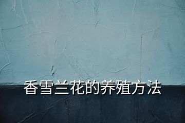 香雪蘭花的養殖方法
