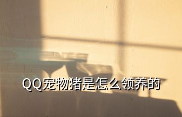 QQ寵物豬是怎么領養的