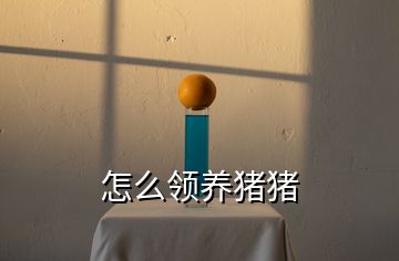 怎么領養豬豬