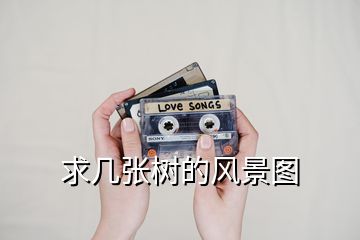 求幾張樹的風景圖