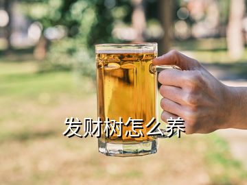 發財樹怎么養