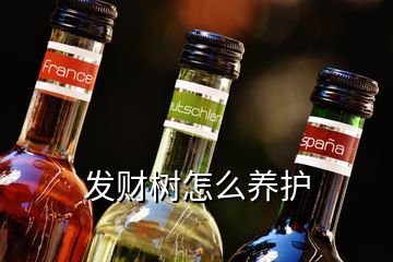 發財樹怎么養護