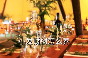 小發財樹怎么養