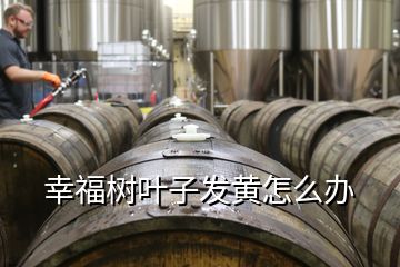 幸福樹葉子發黃怎么辦