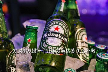 發財樹從嫩葉子開始發黃枯萎 怎么補救