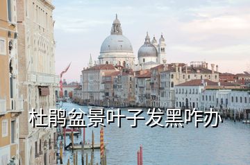 杜鵑盆景葉子發黑咋辦