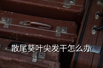 散尾葵葉尖發干怎么辦
