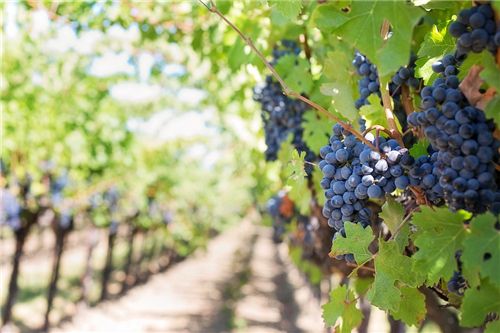 紅酒有赤霞珠、黑皮諾，還有什么品種的紅酒？