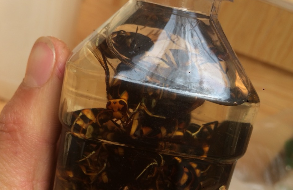 土蜂泡酒有什么好處？這幾個功效大家一定要了解