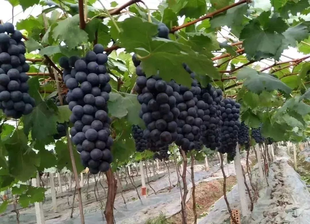 夏黑葡萄可以釀酒嗎？夏黑葡萄怎么自釀酒？