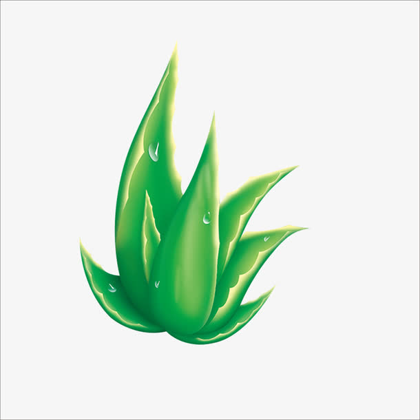 蘆薈泡酒治腳氣嗎？蘆薈泡酒有什么功效？