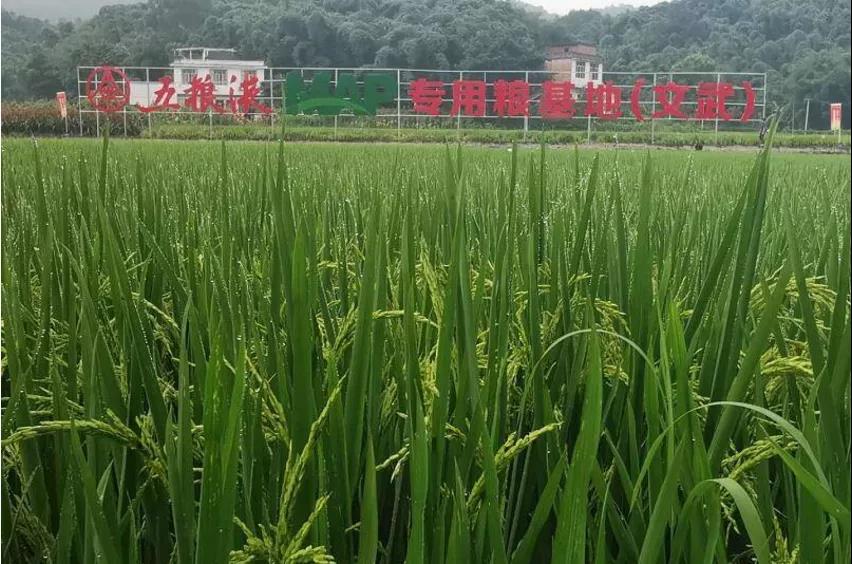 百萬(wàn)畝智慧化專用糧基地助推五糧液品質(zhì)、品牌再上臺(tái)階