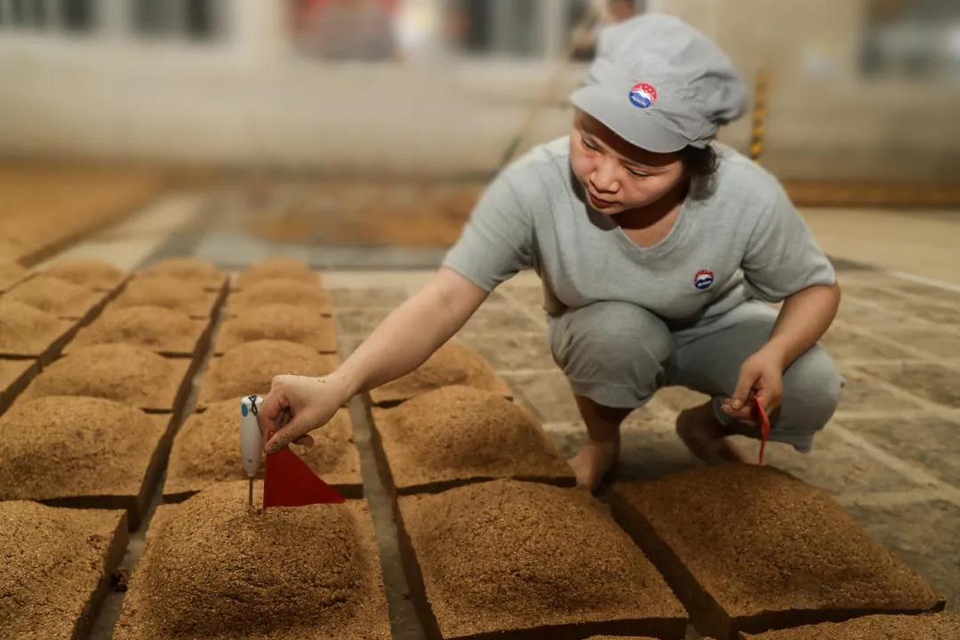 揭秘優質小麥到醬香大曲的奇妙旅程