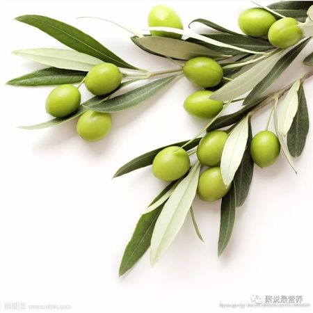 什么季節的橄欖才適合浸酒(幾月份橄欖果浸酒好)