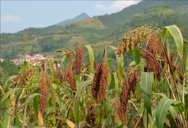茅臺基地辦(茅臺生產基地)