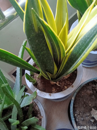 劍蘭花水養里面可以放點啤酒嗎(水培植物水里可以加啤酒嗎)