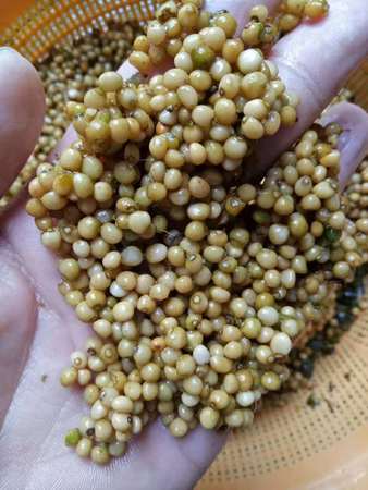 黃精的價(jià)格(黃精的價(jià)格)