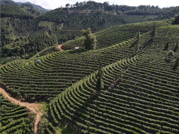 廣西偏遠小屯的“致富密碼” ——國晶酒業成鄉村振興“模范樣本”